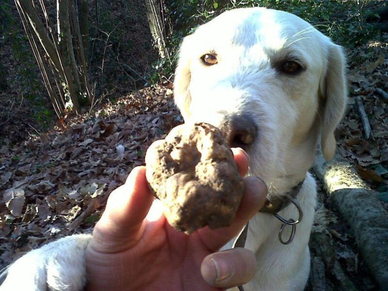 from-turin-half-day-truffle-hunting-and-lunch-in-piedmont