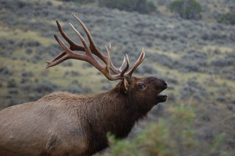 from-west-yellowstone-lamar-valley-wildlife-tour-by-van