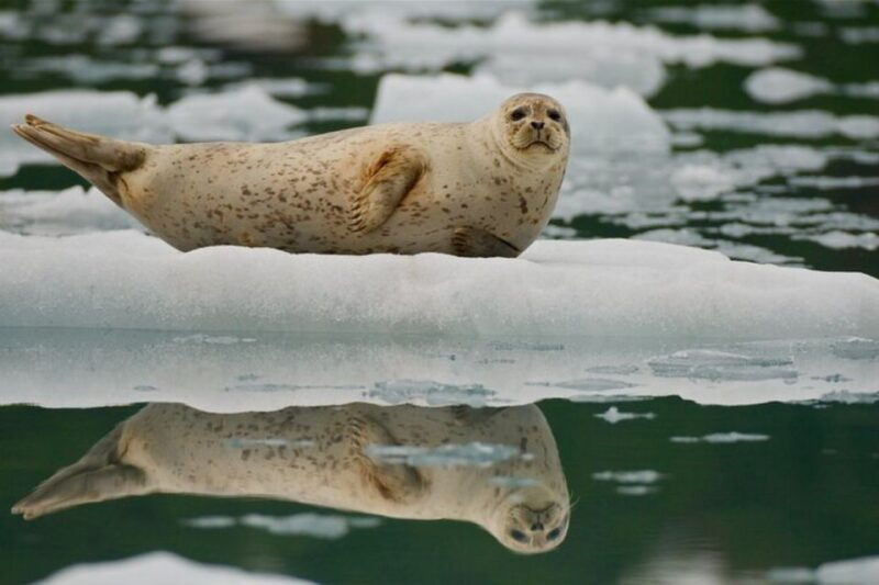 from-whittier-anchorage-prince-william-sound-glacier-cruise
