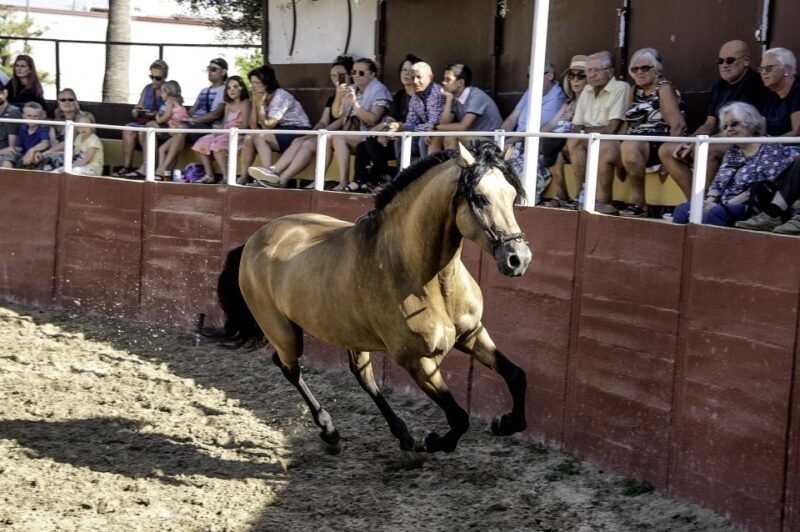 fuengirola-spanish-horse-show-with-optional-dinner-flamenco