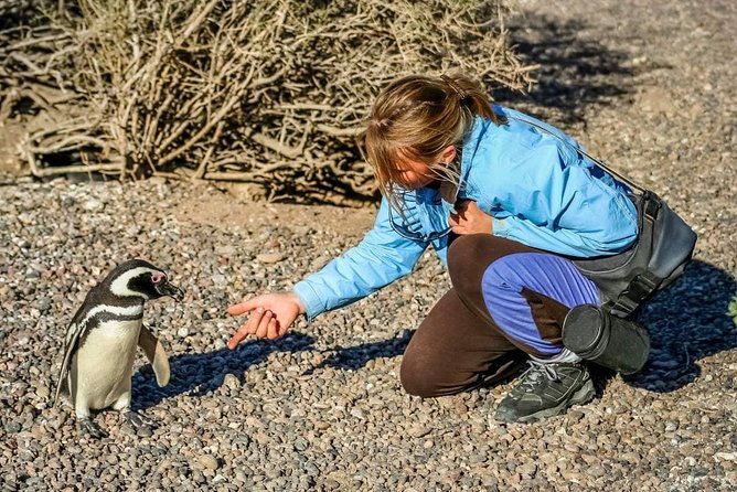 full-day-excursion-to-pedral-guided-visit-to-the-penguin-colony-and-countryside-day-with-lunch