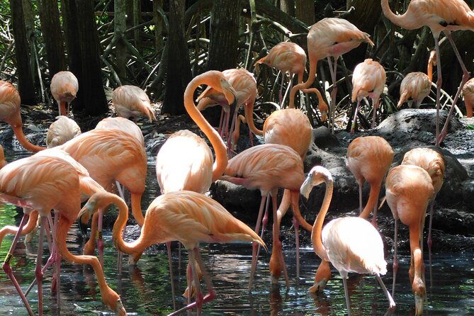 full-day-for-bird-watching-with-visit-to-isla-baru