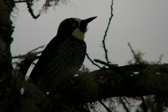 full-day-hiking-and-bird-watching-at-savegre-river-san-gerardo-near-to-san-jose