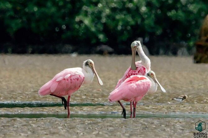 full-day-private-churute-mangroves-reserve-and-cocoa-farm-tour