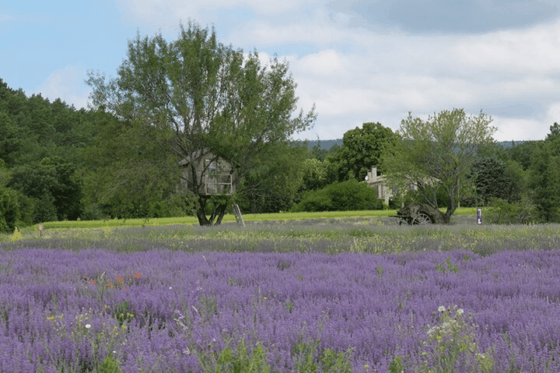 full-day-private-tour-from-avignon-2