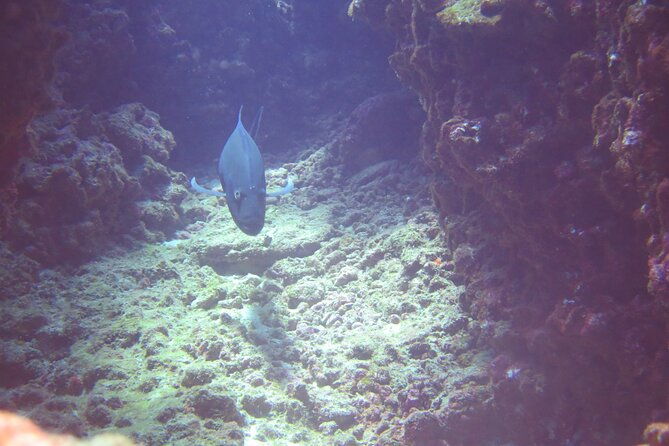 full-day-scuba-dive-experience-off-the-na-pali-coast-kauai