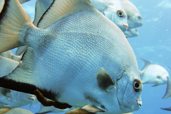full-day-scuba-diving-in-rosario-islands