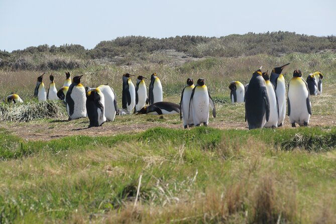 full-day-tierra-del-fuego-king-penguins