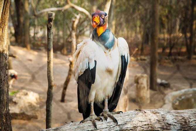 full-day-tour-aviary-with-beach-in-baru-with-lunch