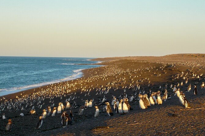 full-day-tour-to-punta-tombo-penguin-colony