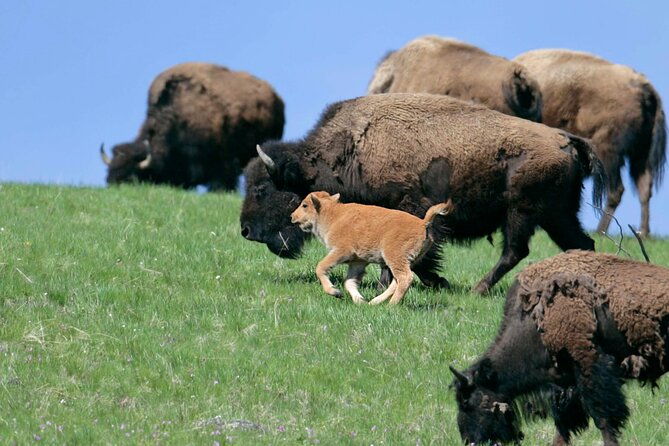 full-day-wildlife-tour-in-yellowstone-lamar-valley-to-canyon