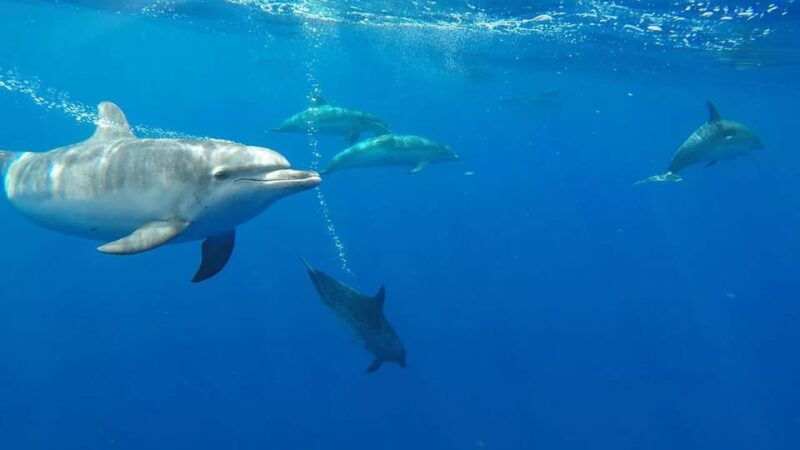 funchal-whale-watching-and-swimming-with-dolphins-cruise