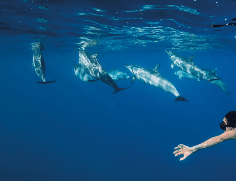 funchal-whale-watching-and-swimming-with-dolphins-cruise