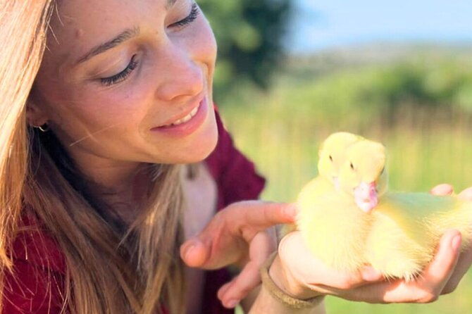 gallura-picnic-in-the-farm-with-animals
