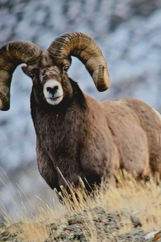 gardiner-yellowstone-national-park-half-day-guided-hike