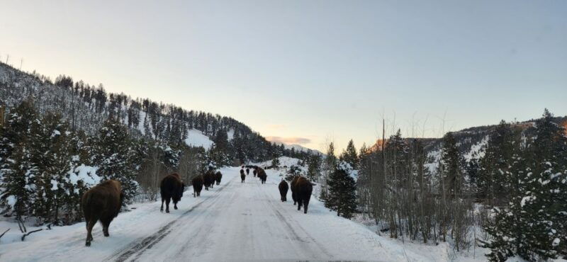 gardiner-yellowstone-national-park-wildlife-guided-tour
