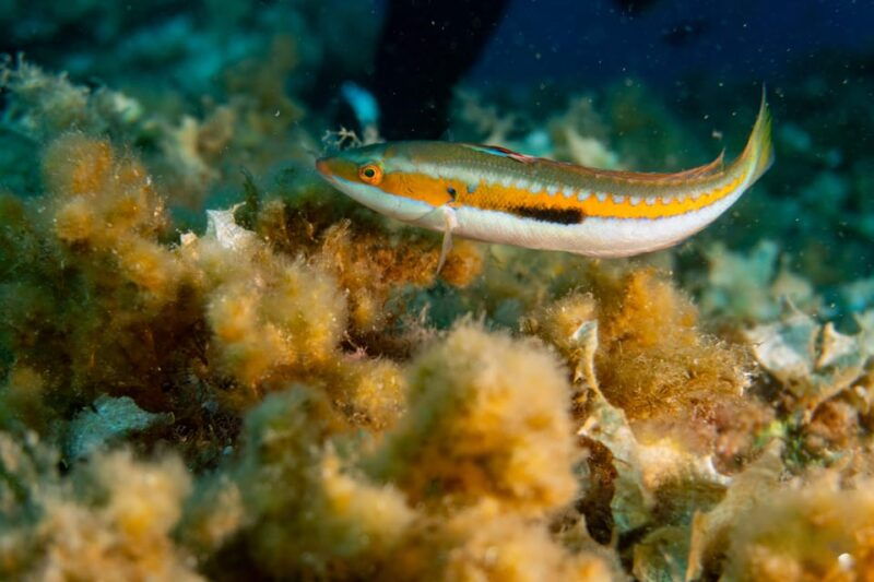 genoa-snorkeling-a-stones-throw-from-downtown