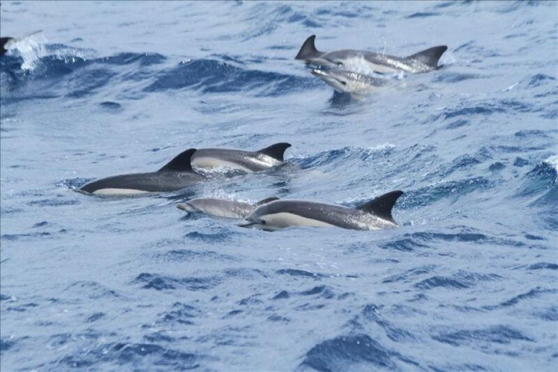 gibraltar-dolphins-watching-day-trip-from-seville