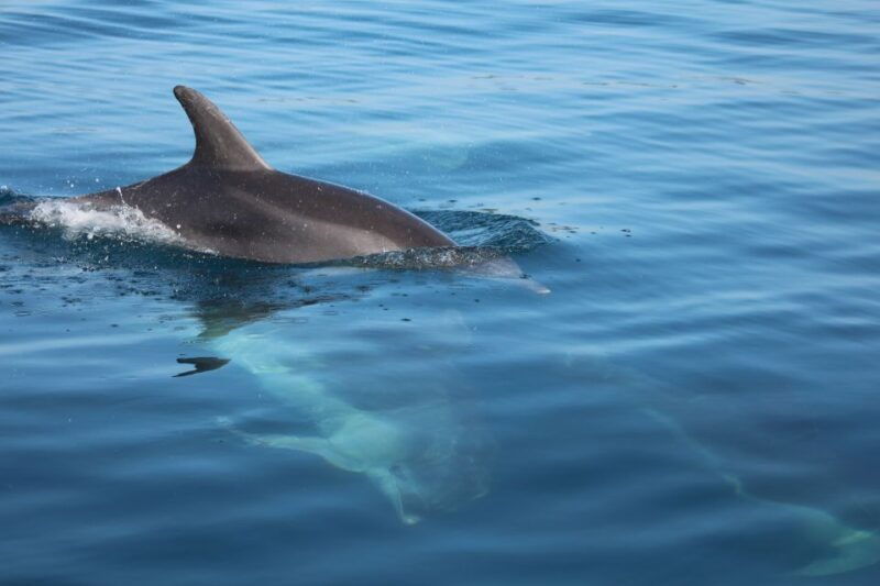 golfo-aranci-dolphin-watching-sup-paddleboard-tour