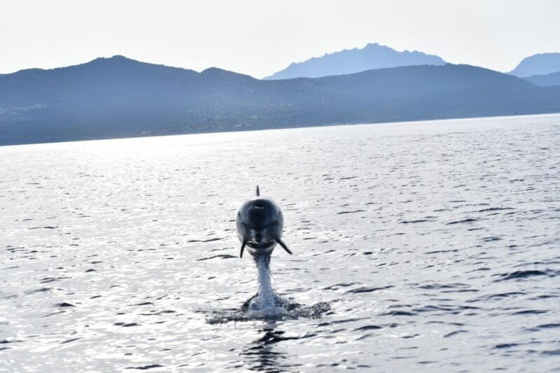 golfo-aranci-eco-friendly-dolphin-watching-boat-trip