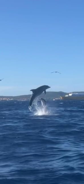 golfo-aranci-tour-sup-paddleboard-dolphin-watching