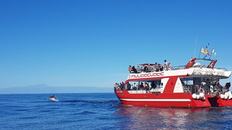 gran-canaria-dolphin-and-whale-watching-cruise-2