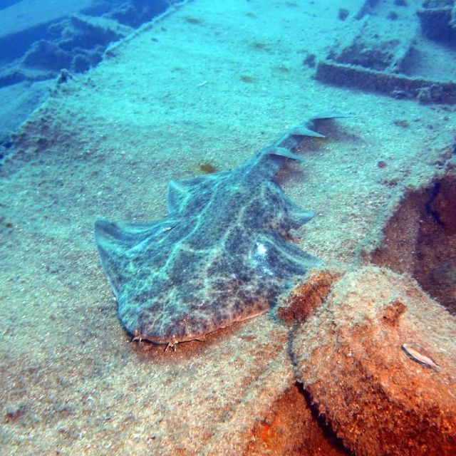 gran-canaria-morning-scuba-dive