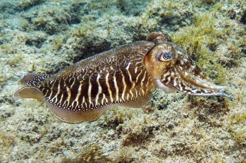 gran-canaria-scuba-diving-for-beginners