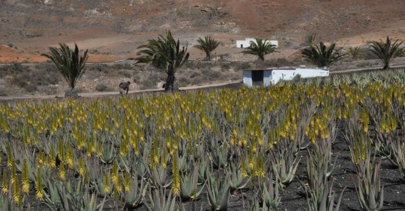 gran-canaria-tour-past-and-present
