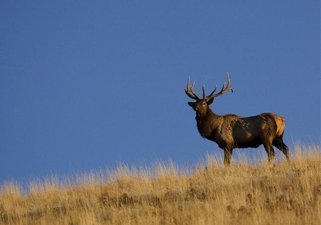 grand-teton-park-jackson-hole-private-morning-wildlife-tour