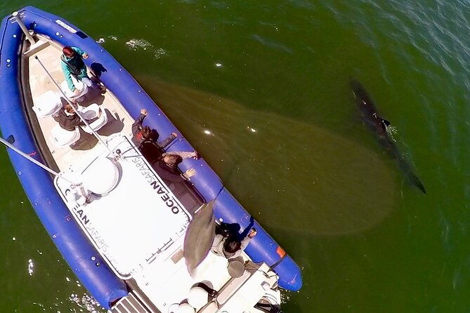 great-white-sharks-topside-in-monterey-bay