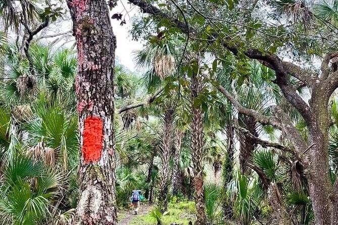 guided-day-hike-through-floridas-wild-backcountry