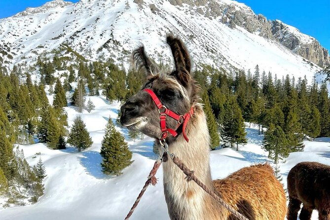 guided-llama-hike-with-traditional-raclette