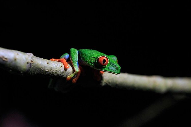 guided-night-hike-arenal-mundo-aventura