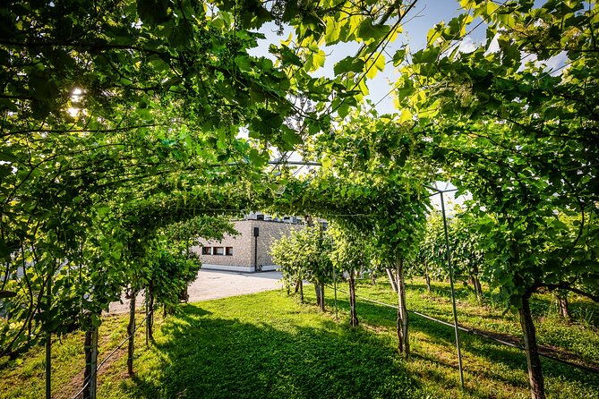 guided-tour-and-wine-tasting-5-wines-to-discover-the-conegliano-valdobbiadene
