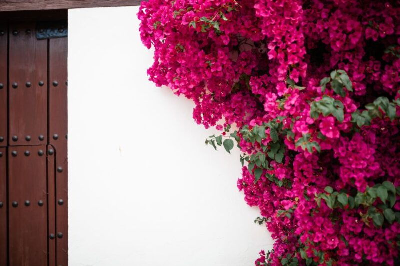 guided-tour-in-spanish-to-the-courtyards-of-cordoba