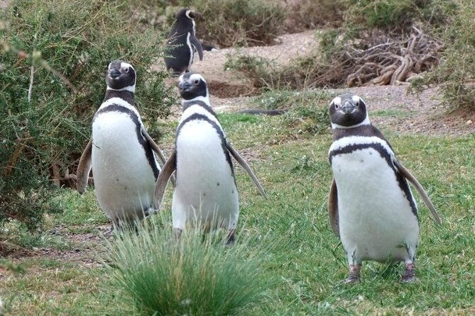 guided-visit-to-punta-tombo-for-cruises-includes-snack