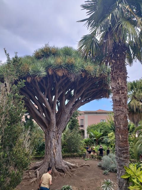 guided-walking-tour-in-la-orotavatenerife