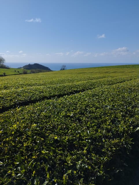 half-day-fire-lake-pineapple-tea-by-suv