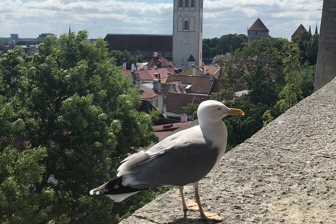 half-day-private-accessible-city-tour-in-tallinn