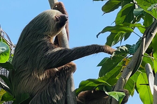 half-day-tortuguero-canal-cahuita-national-park-puerto-limon
