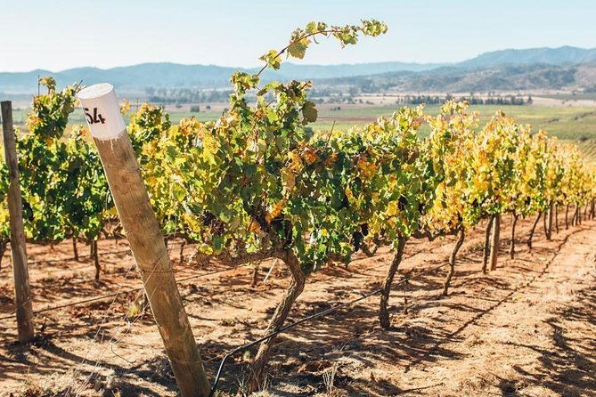 half-day-trip-to-casas-del-bosque-vineyard-from-santiago-wine-tasting-included