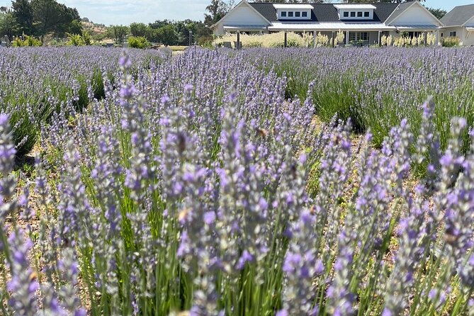 half-day-wine-and-olive-oil-tasting-and-lavender-farm-tour
