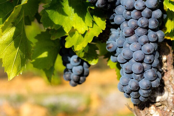 half-day-winery-and-wine-tasting-guided-walking-tour