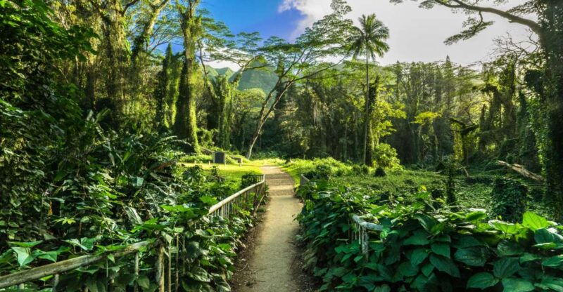 hike-trail-to-waterfall-nature-walk