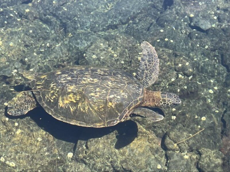hilo-sea-turtle-lagoon-and-black-sand-beach-snorkel