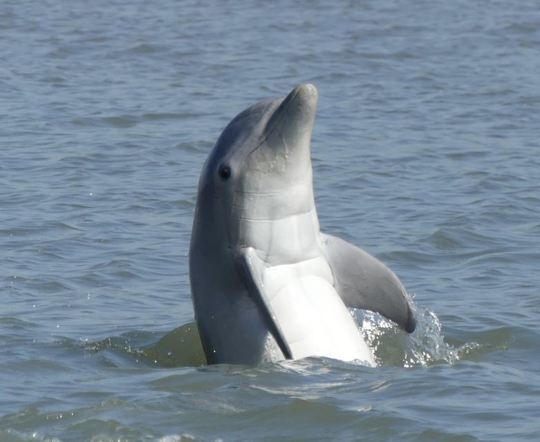hilton-head-island-private-dolphin-and-nature-tour