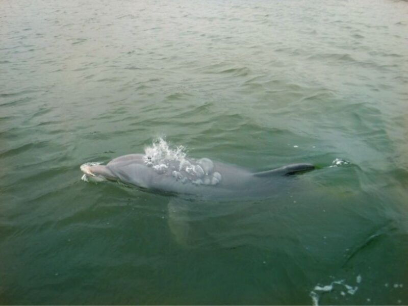 hilton-head-island-private-dolphin-watching-boat-tour