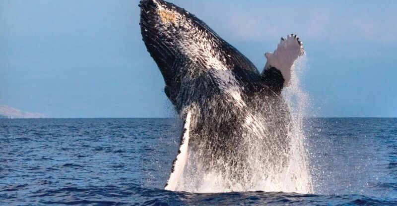 honokohau-kona-whale-watching-catamaran-cruise