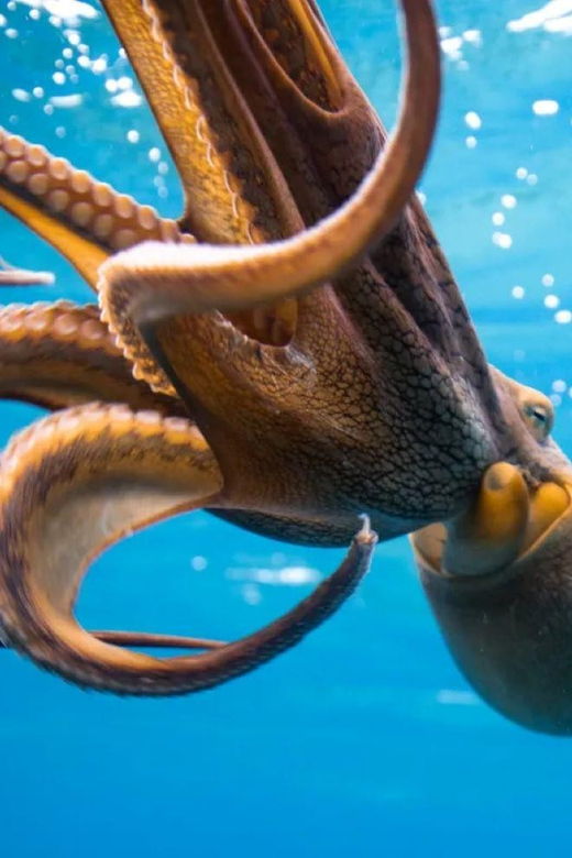 honolulu-scuba-diving-for-certified-divers